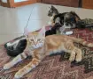 Супер котета британчета!!!, снимка 1