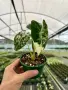 Alocasia Frydek Variegata, снимка 2