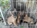 Белгийски овчарки, Малиноа , снимка 9