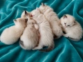 Регдол коте , снимка 5
