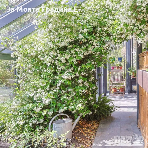 Жасмин 4 цвята, снимка 2 - Градински цветя и растения - 54019997