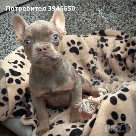 Изабела тен френско момче 