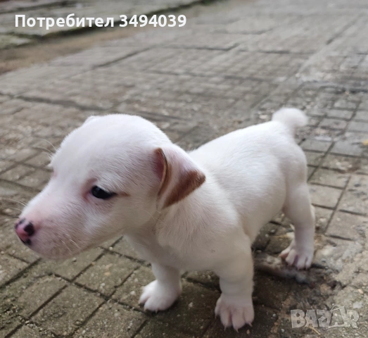 Джак Ръсел Териер , снимка 8 - Джак ръсел териер - 54012486