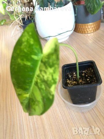 Philodendron Burle Marx Variegata , снимка 2 - Стайни растения - 54989908