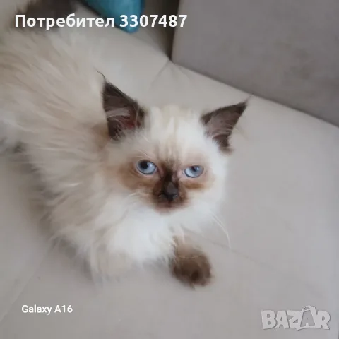 Коте порода Регдол, снимка 2 - Други - 54607291