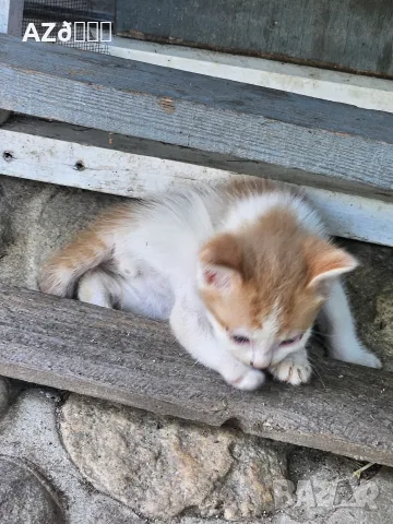 4 малки котенца, снимка 12 - Други - 55335479