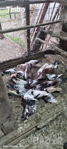 Сръбски високолетачи, снимка 2 - Гълъби - 54163725