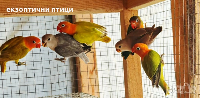 Свободни и неразделки 