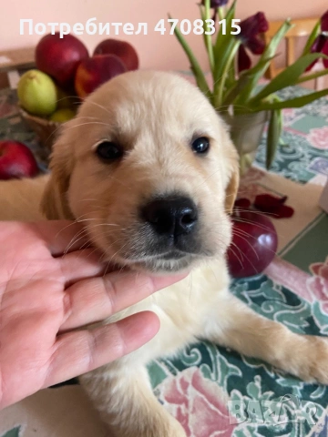Голдън ретривър момченце ваксина, снимка 10 - Голдън ретривър - 54133887