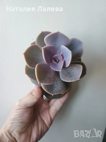 Ешеверия, echeveria Perle von nurnberg