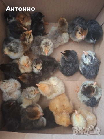 продавам малки пилета , снимка 2 - Кокошки и пуйки - 54173295