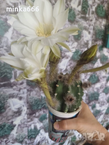 Цъфтящ кактус