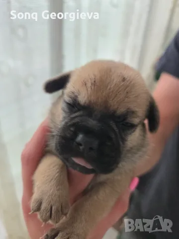 🐾 Очарователни бебета мопс търсят своите любящи семейства! 🐾, снимка 8 - Мопс - 55419722