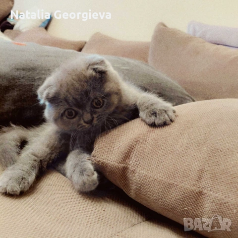 Шотландски котенца, снимка 8 - Британска късокосместа - 54298904