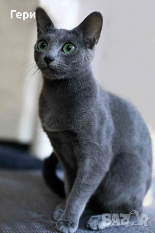 Руски сини котета , снимка 7 - Руска синя котка - 55257080