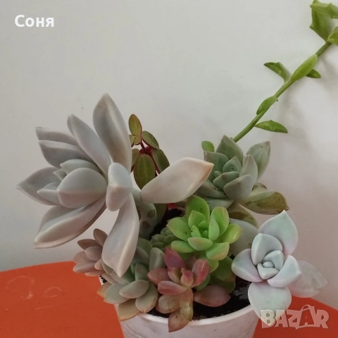 Сукуленти микс, вкоренени, снимка 7 - Стайни растения - 54008965
