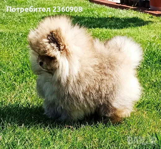 Женски померан , снимка 7 - Померан - 54398031
