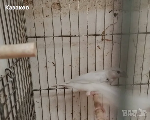 Продавам оризарки, снимка 2 - Амадини - 55397048