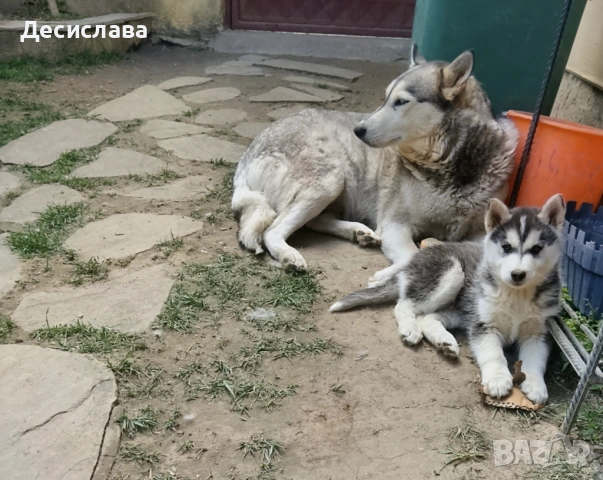 Сибирско хъски, снимка 12 - Хъски - 54397155
