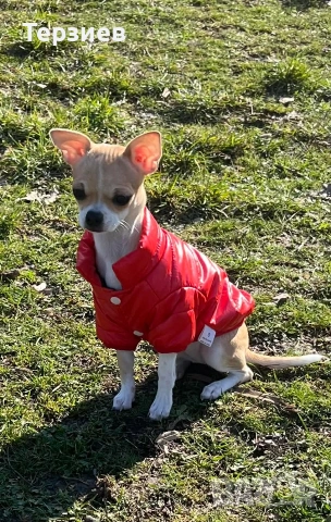 Продавам Чихуахуа - момиченце- РУСЕ -0882022192, снимка 3 - Чихуахуа - 54066908