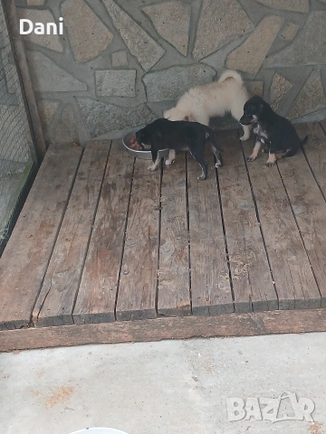 Mini PINCERI Sladyri, снимка 5 - Пинчер - 55256940