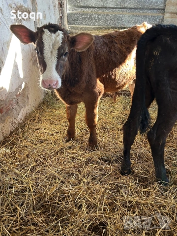Продавам 4 Телета, снимка 3 - Крави - 54131113