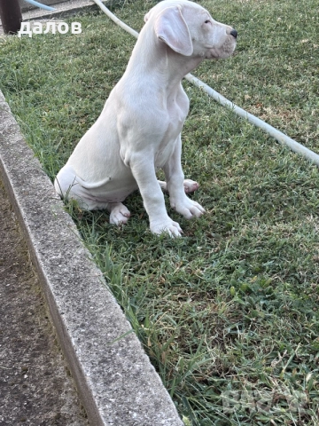 Дого Аржентино / Dogo argentino , снимка 7 - Дого аржентино - 55180416