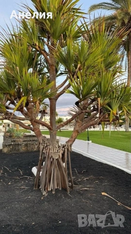 Палма Пандантус- рядко растение-