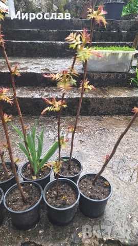 Продавам декоративен храст Сорбария (Sorbaria)