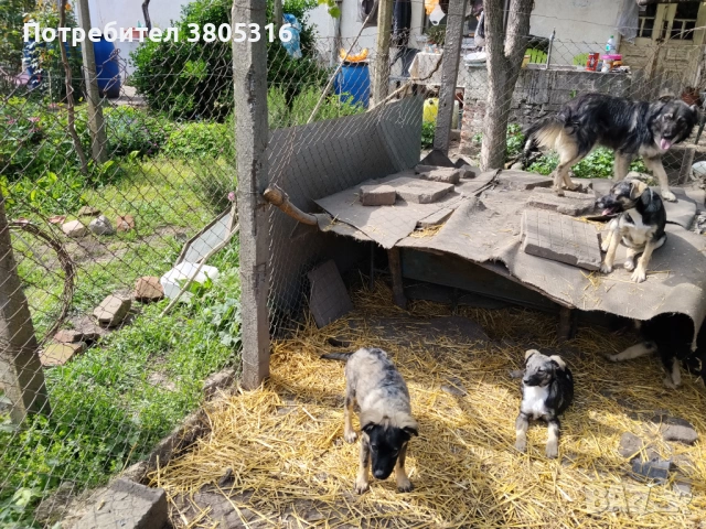 подарявам кученца, снимка 7 - Други - 54445778