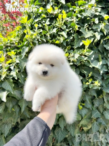 Померан момче. Померанче, снимка 5 - Померан - 54252969