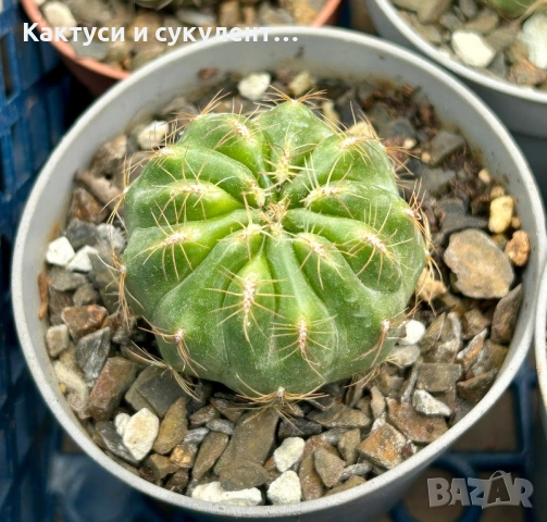 Кактус Oroya Peruviana var minima , снимка 8 - Градински цветя и растения - 54593992