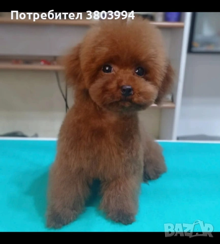 Той /Тйи къп пуделче момче с родословие на 9 месеца. 