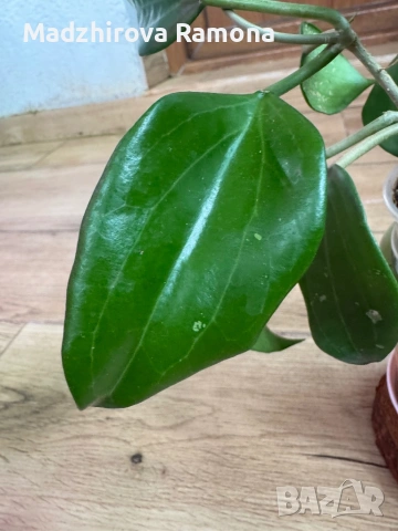  Hoya Хоя Quinquenervia , снимка 3 - Стайни растения - 54569500
