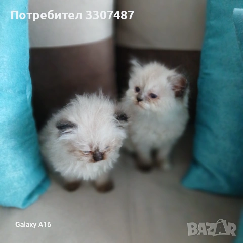 Коте Регдол, снимка 9 - Други - 54607291