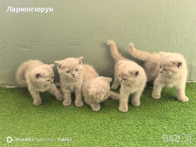 британски късокосмести Лилави 