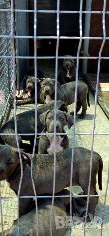 ТОП Американско були хл American bully xl ABKC, снимка 10 - Други - 55134203
