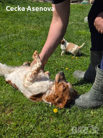  бретон шпаньол, снимка 2 - Бретон шпаньол - 54172219