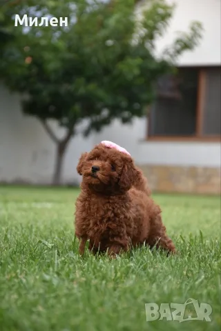 Той пудел Toy poodle, снимка 3 - Пудели - 55006000
