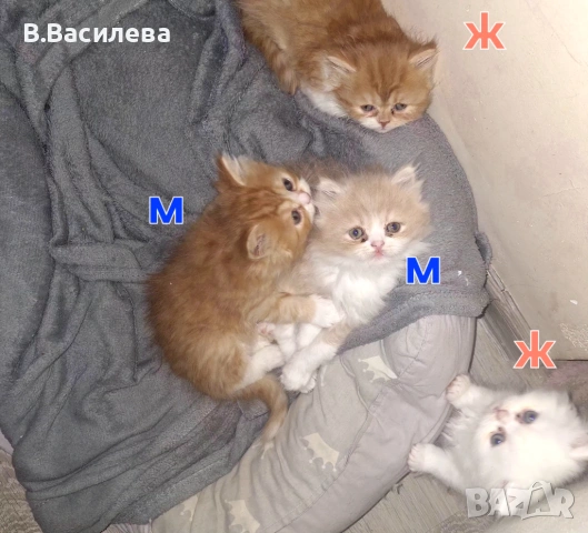 Персийски котета, снимка 5 - Персийска - 53958055