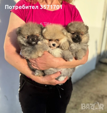Померан - чистокръвни померани, снимка 2 - Померан - 54948451