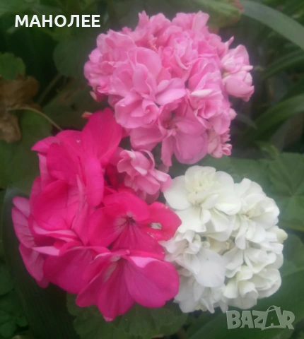 🌼🪷🪷💐✨МУШКАТО - 3 цвята🌼🪷💐🪻🎁