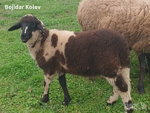 Продава се агне, снимка 4 - Овце - 54163065