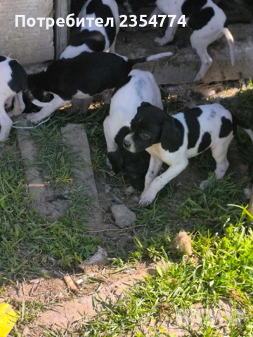 малки поинтери, снимка 3 - Пойнтер - 54347501