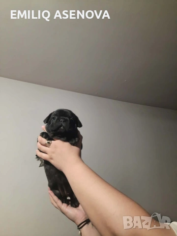 Френски Булфог, снимка 8 - Френски булдог - 54175204