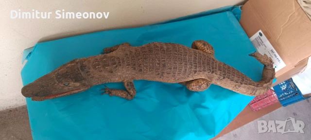 продавам препариран крокодил, снимка 2 - Колекции - 54197035