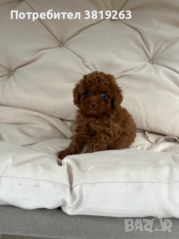 Мини пудел той