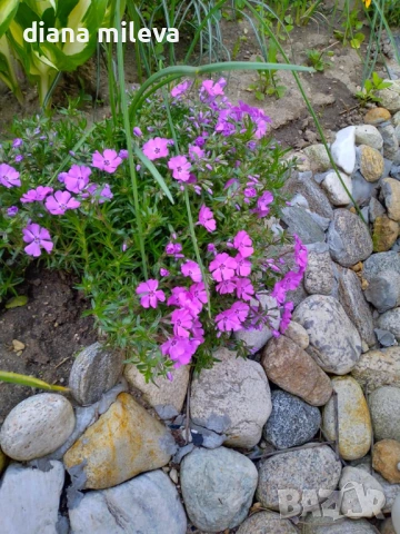 Флокс, Phlox sub. McDaniel`s Cushion, почвопокривен, многогодишен, студоустойчив, снимка 2 - Градински цветя и растения - 54127992
