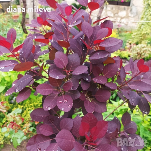 Червенолистна Смрадлика, Cotinus Royal purple или още Тетра!!!