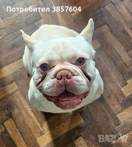 Френски булдог Лилак тан Платинум , снимка 5 - Френски булдог - 55366373